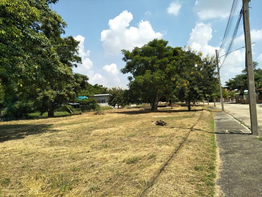 ขายที่ดินเปล่าหมู่บ้านเดอะลากูน3 ถนนปทุมธานี-สามโคก-เสนา ท้ายเกาะ สามโคก ปทุมธานี พื้นที่99ตรว. ใกล้ตลาดโรงเกลือท้ายเกาะ 3