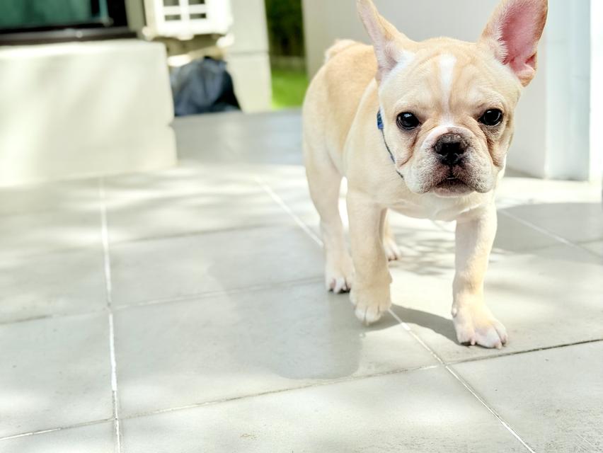 French Bulldog สายเลือดแชมป์