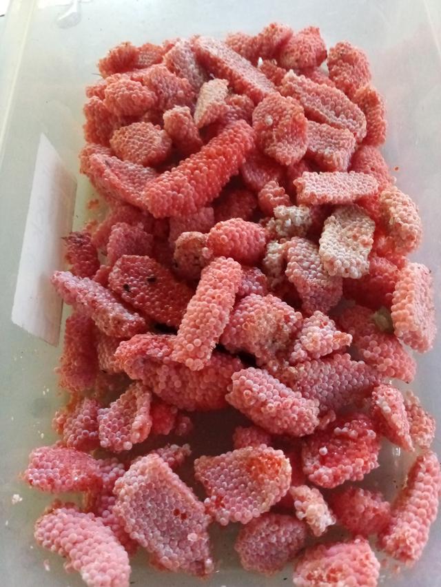 แม่พันธุ์ไข่หอยเชอรี่สีทอง 7