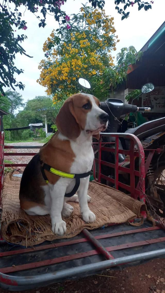 บีเกิล (Beagle) สุนัขพันธุ์เล็ก 2
