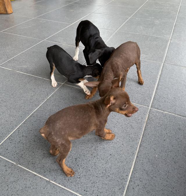 ลูกสุนัขพันธุ์มิเนเจอร์ (Miniature Dogs) 19