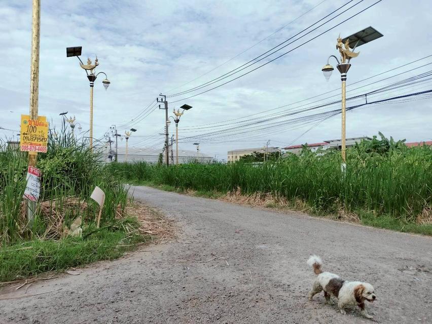 ขายด่วนที่ดินราชาเทวะ 100 ตรว ทำเลดี มีอนาคต  ซ.กิ่งแก้ว 45 อ.บางพลี จ.สมุทรปราการ 4