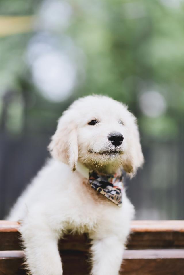 Golden Doodle(Male Dog)
