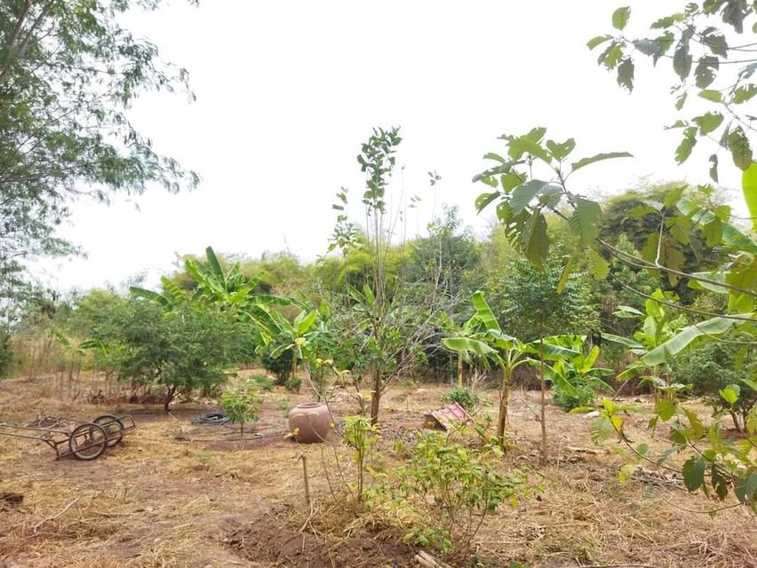 ที่ดินโฉนดพร้อมอาคารติดถนนมิตรภาพลำตะคอง 8