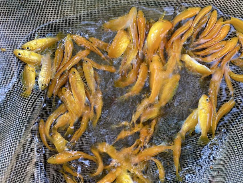 ปลาหมอสีมาลาวี 9