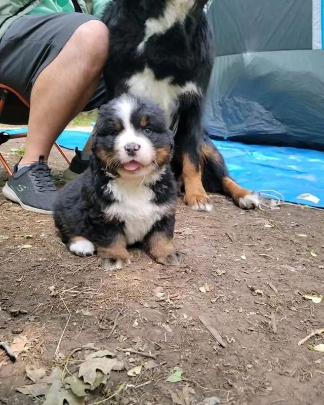 ลูกสุนัข Bernese Mountain Dog แท้