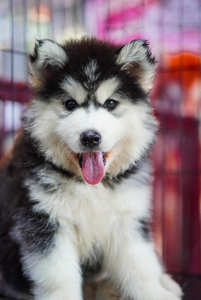 Buy a husky puppy in Thailand รูปที่ 6