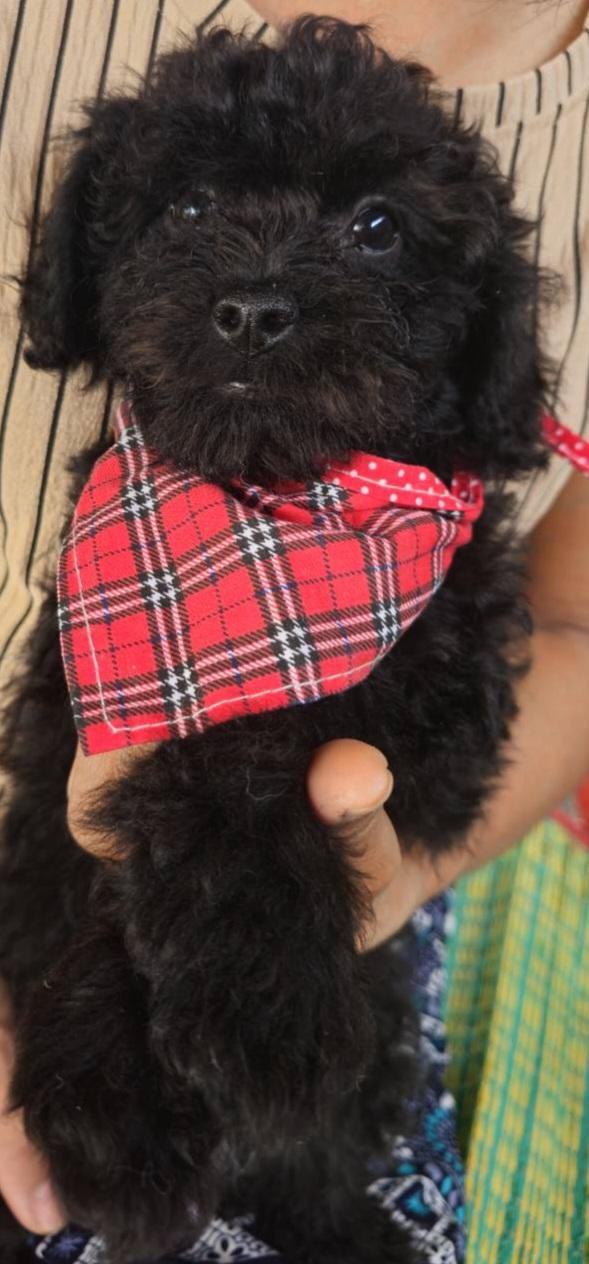 สุนัขพันธุ์พุดเดิ้ลเพศชาย1เพศหญิง1