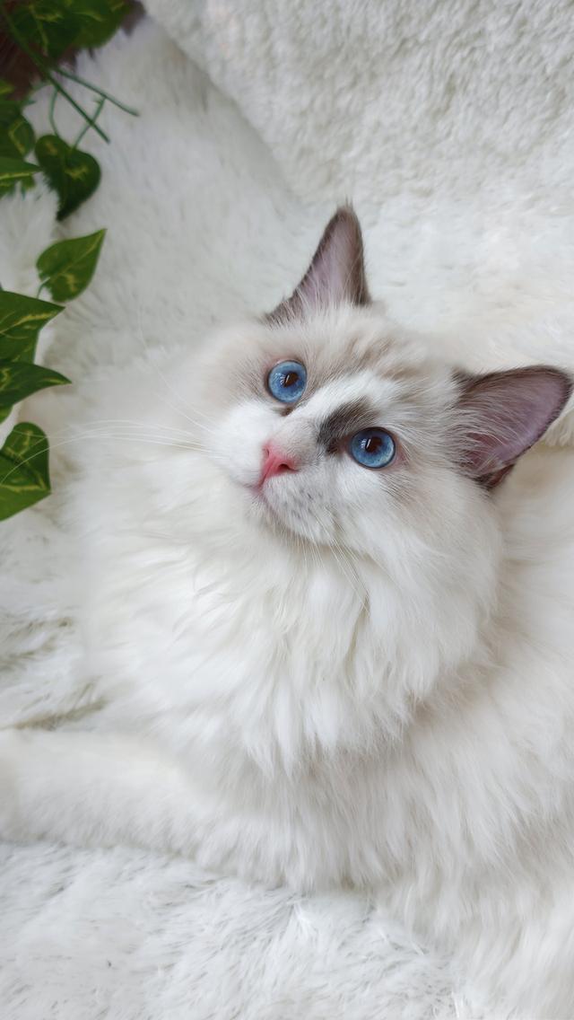 ลูกแมวแร็กดอลล์สายพันธุ์แท้ ดวงตาสีฟ้าสวยงาม 🐾💙 รูปที่ 2