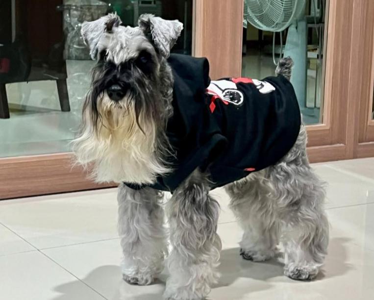 ขาย Schnauzer ขนยาวสวย 2