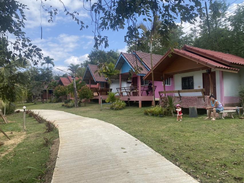 ไร่ชมจันทร์ วังน้ำเขียว 14ไร่ 11