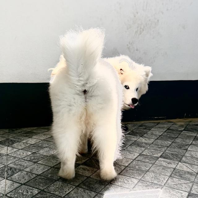 ซามอยด์ เพศ ช 4เดือน รูปที่ 3