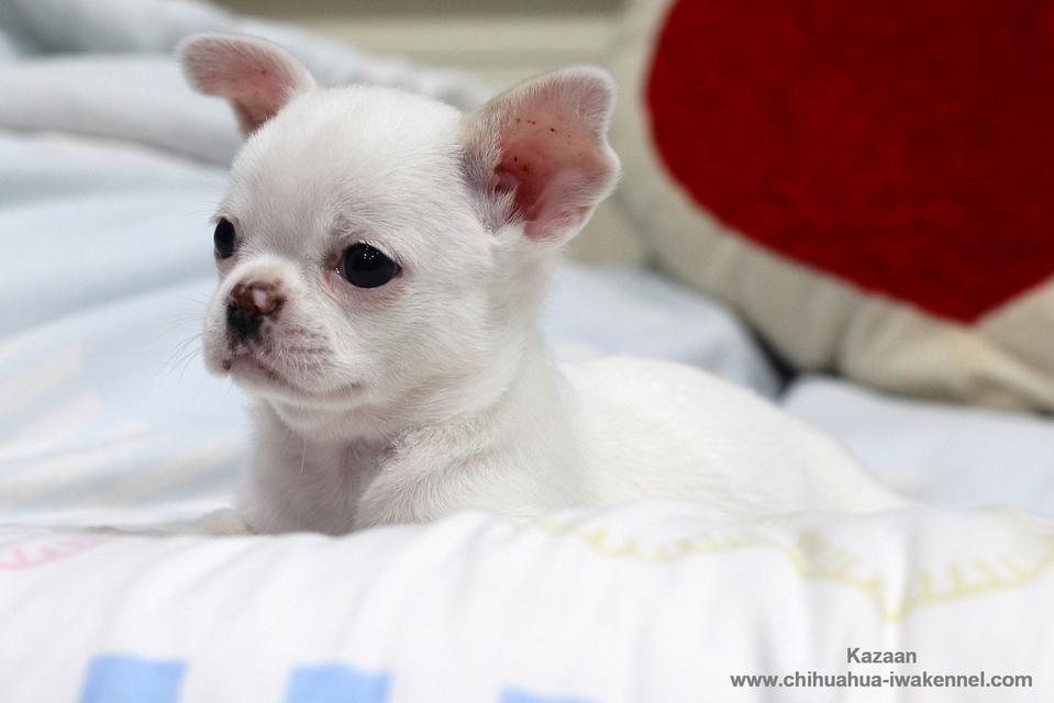 จำหน่ายลูกสุนัขชิวาวา