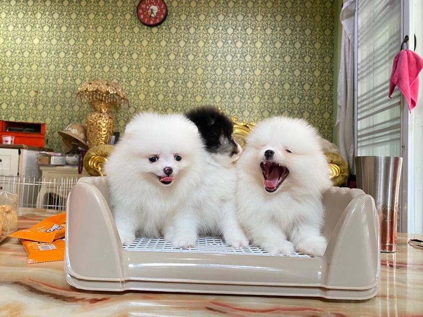 ลูกปอมแท้  3