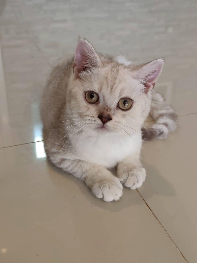 ลูกแมวสก็อตติส 2