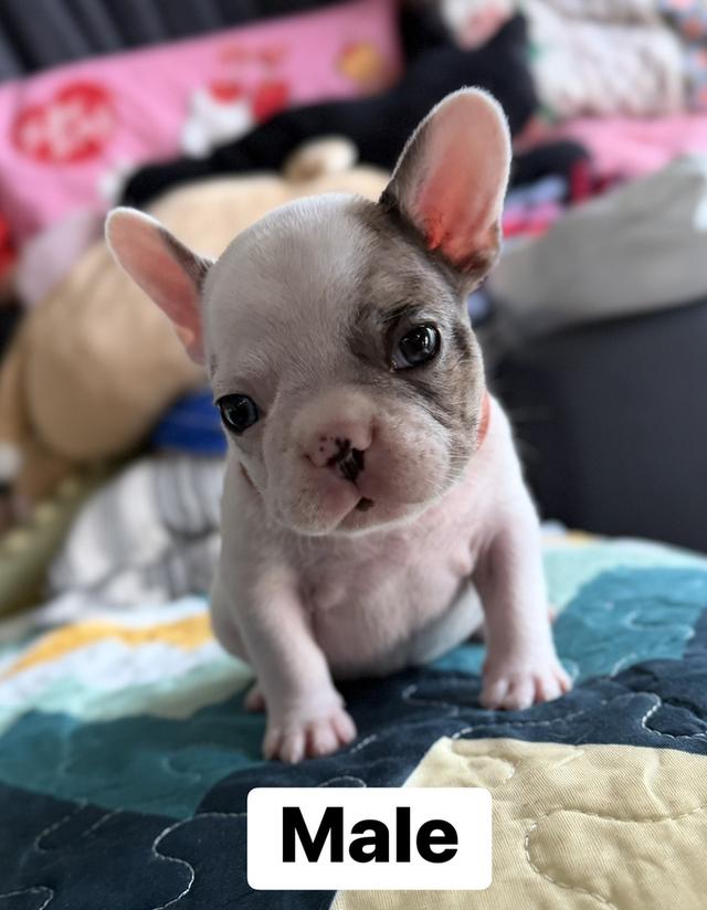 ลูกสุนัขเฟร้นบลูด็อก รูปที่ 5