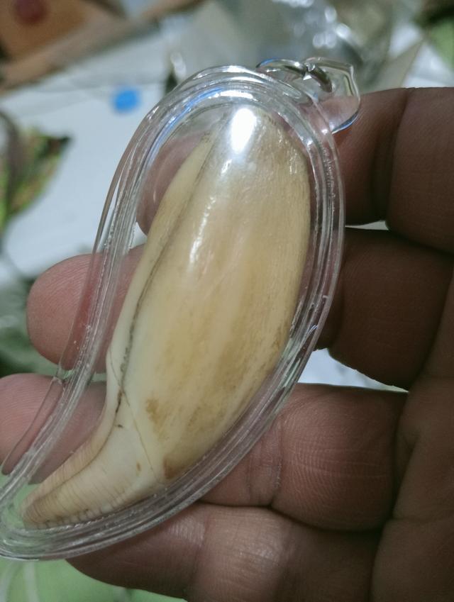 พระเครื่อง ไม่ทราบที่ รูปที่ 11