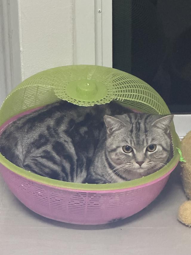 น้องดีเซล(ตัวผู้) 2