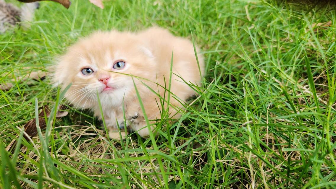 สก็อตติชโฟหูพับ+เปอร์เซีย รูปที่ 3