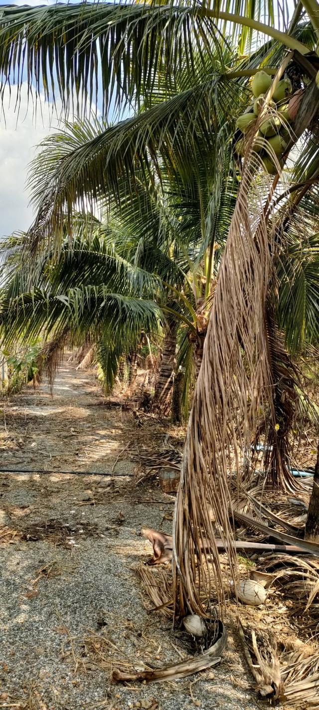 Selling the special price from 17 mil reduced 9.5 large land at Phetchabun 3