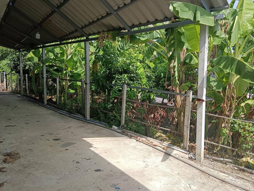 บ้านสวนริมน้ำคลองพันตำลึงใกล้ตัวเมืองสุพรรณบุรี 8