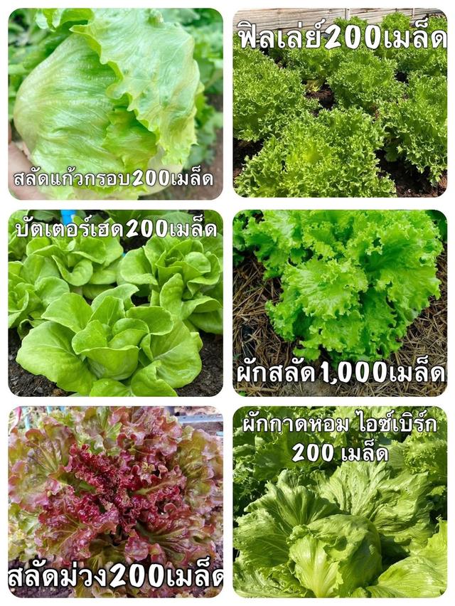 เมล็ดพันธุ์ผัก สวนครัว