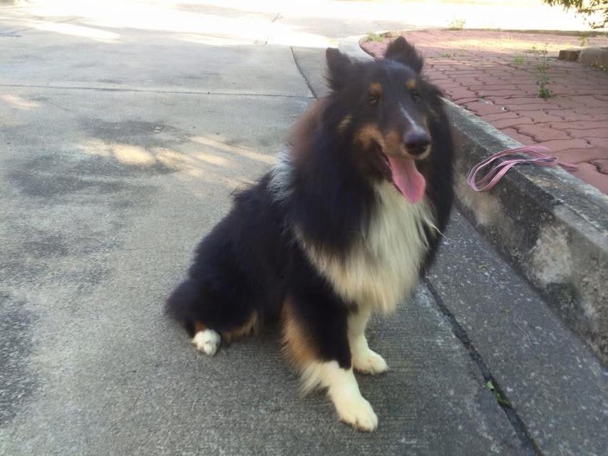 ขายด่วน Shetland Sheepdog 2