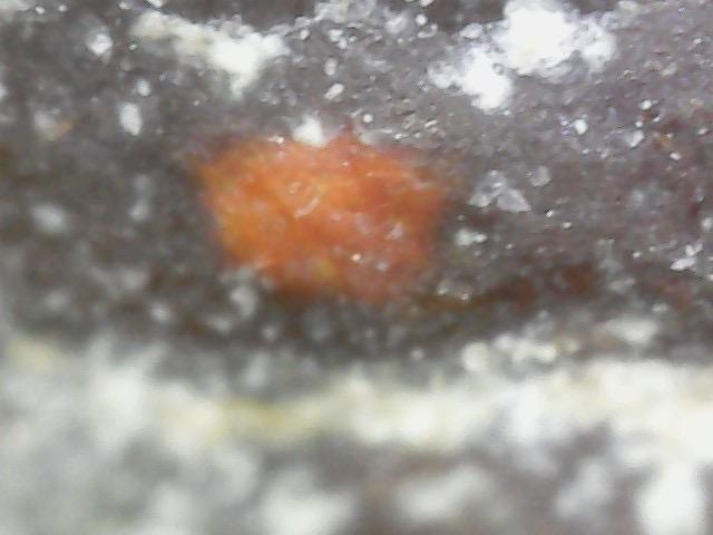 พระเครื่อง ชุดเบญจภาคี 14