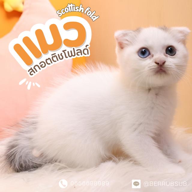 Scottish Fold หูพับ ตาสองสี