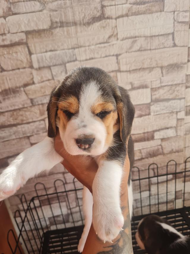 น้องบีเกิ้ลน่ารักๆ  3