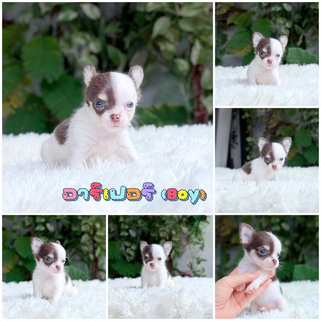 Chihuahuaขนยาวพันธุ์แท้ รูปที่ 4