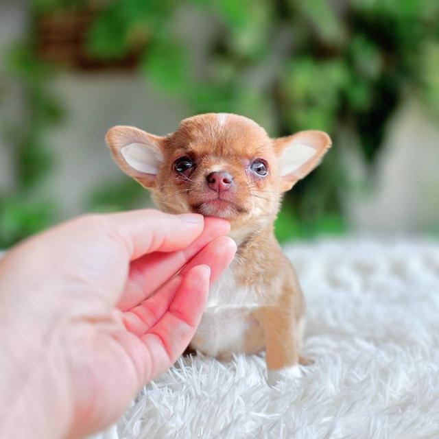 ชิวาวาแท้ เพศเมีย ขนสั้น รูปที่ 7