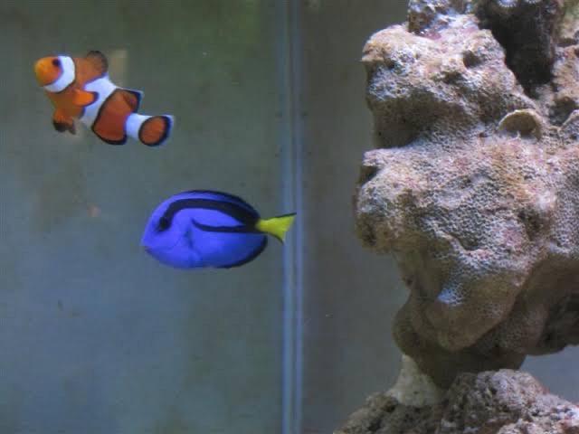 Blue Tang