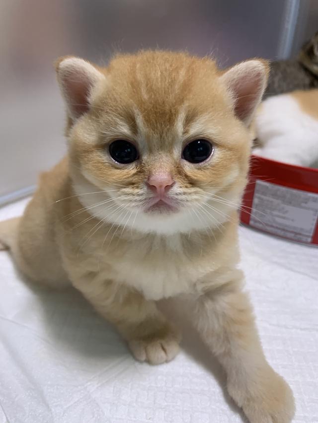 ลูกแมว สก๊อตติชบริชติช