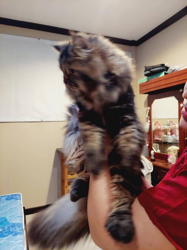 Cat for sell 3