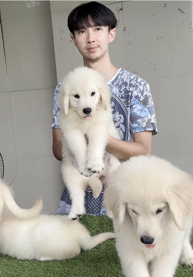 อิงลิชครีมโกลเด้นโกลเด้นสีขาว