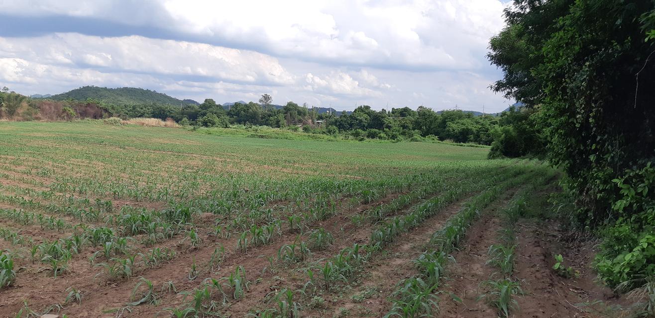 ขายที่ดินติดแม่น้ำป่าสัก 38-1-73 ไร่ แถมที่ดินเป็น น.ค.3 จำนวน 18 -2-59 ไร่ 18