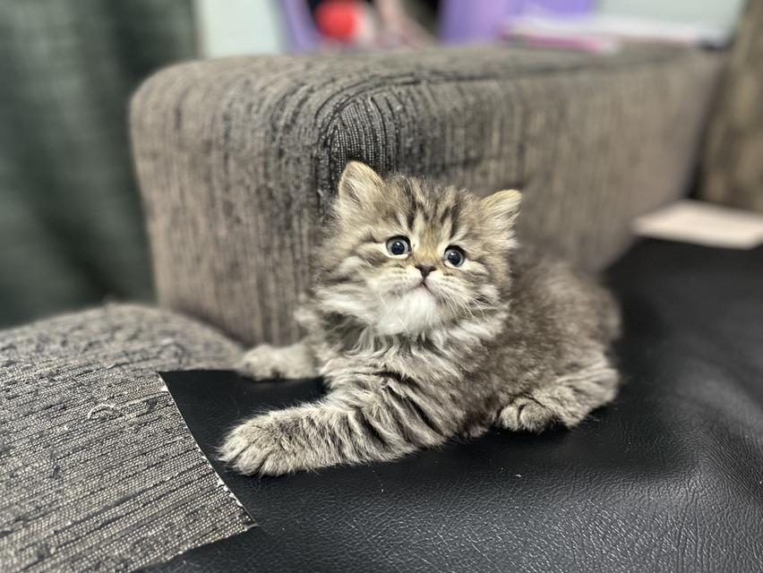 แมวเสือ(หญิง)เกิด 19/9/68 10