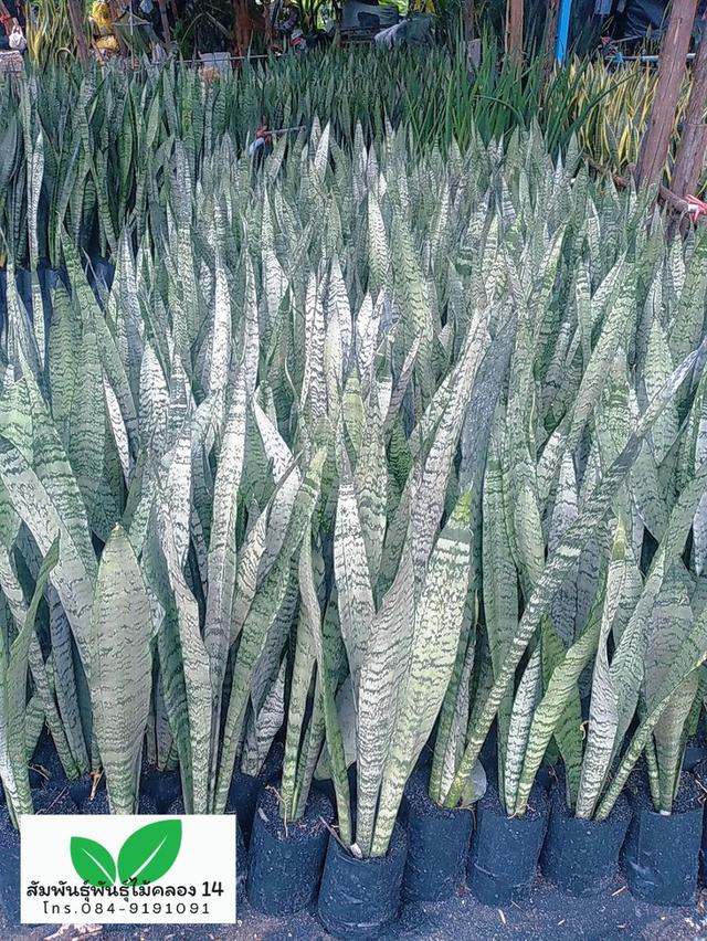 ลิ้นมังกร ลิ้นมังกรเขียว