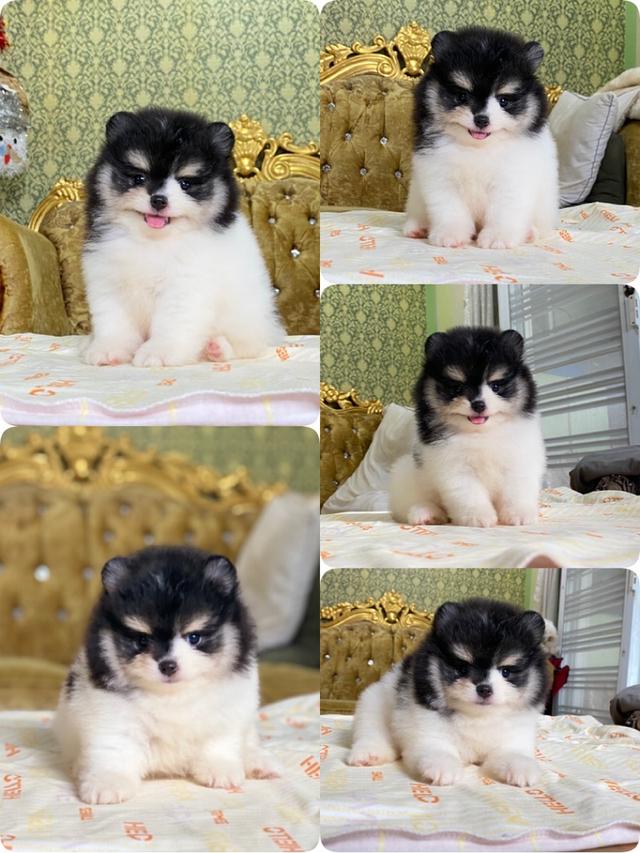 ลูกปอมเมอเรเนียนแท้ สีสวย มีหลายตัวให้เลือก