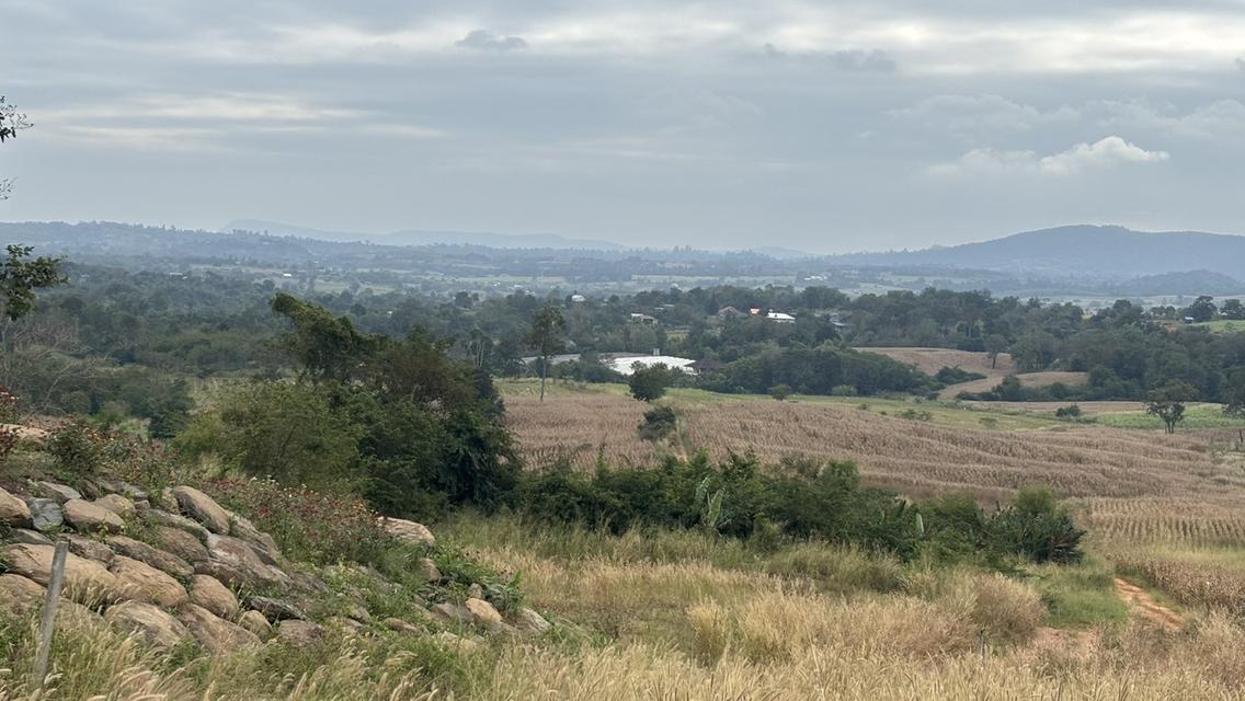 23 ไร่ ไร่ละ 1.7 แสน ขายยกแปลง บ.น้ำซับ อ. วังน้ำเขียว