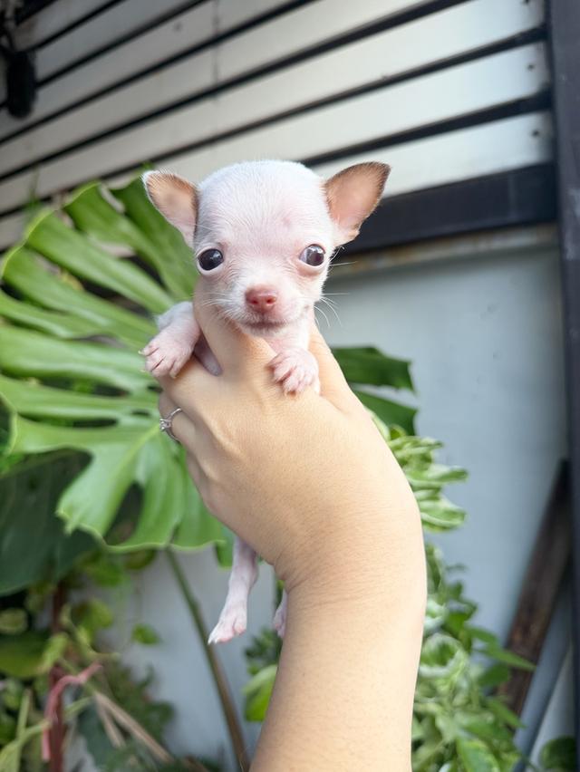 ชิวาวาแท้ ขนสั้นทีคัพ เพศผู้ 11