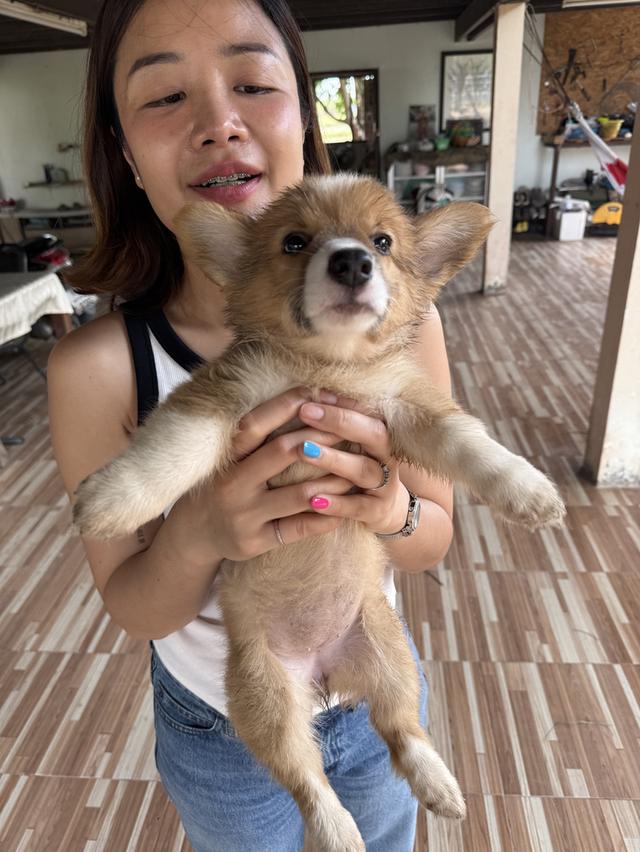 ขาสั้น Corgi