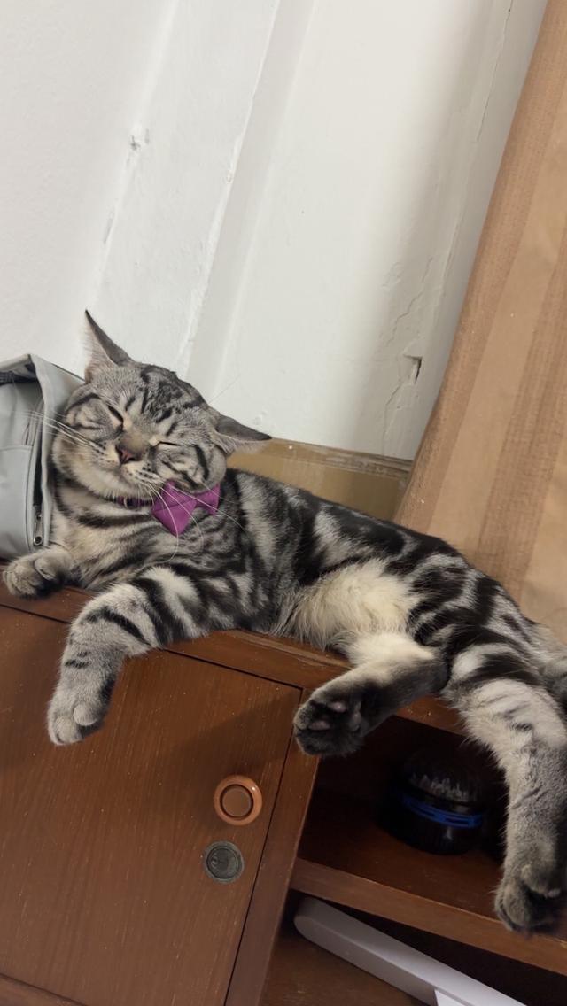 น้องแมวอเมริกัน ช็อตแฮร์ และบริติช ช็อตแฮร์ แท้ 💯 รูปที่ 4