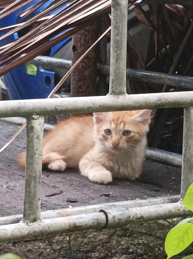 แมวติ้งต๊อง 3