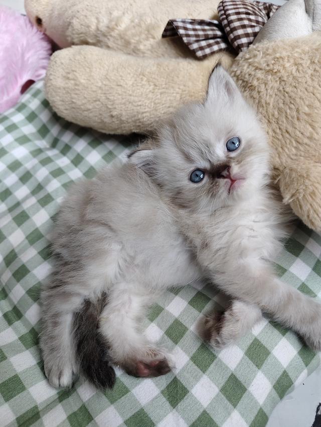 แมวเปอร์เซียหิลามายัน