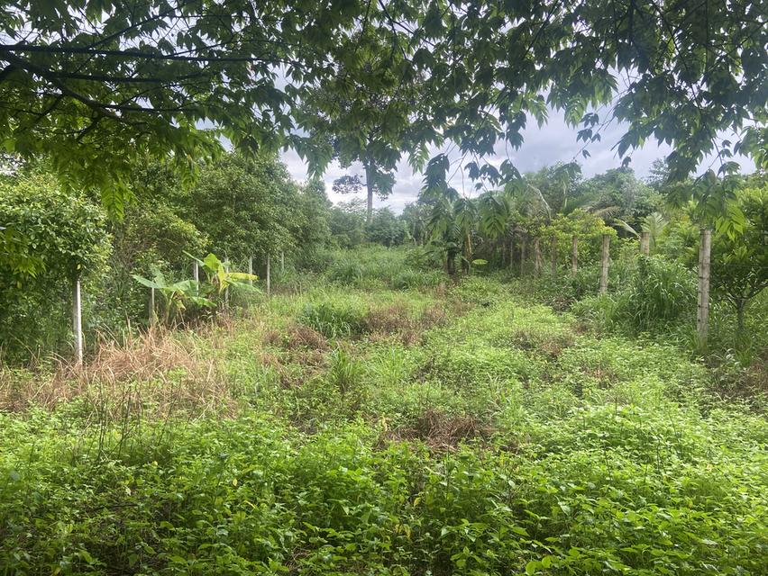 บ้านพร้อมที่ดิน203ตรว. 9