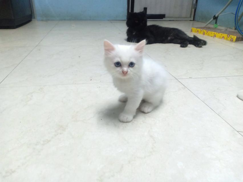 ลูกแมวเปอร์เซีย 7