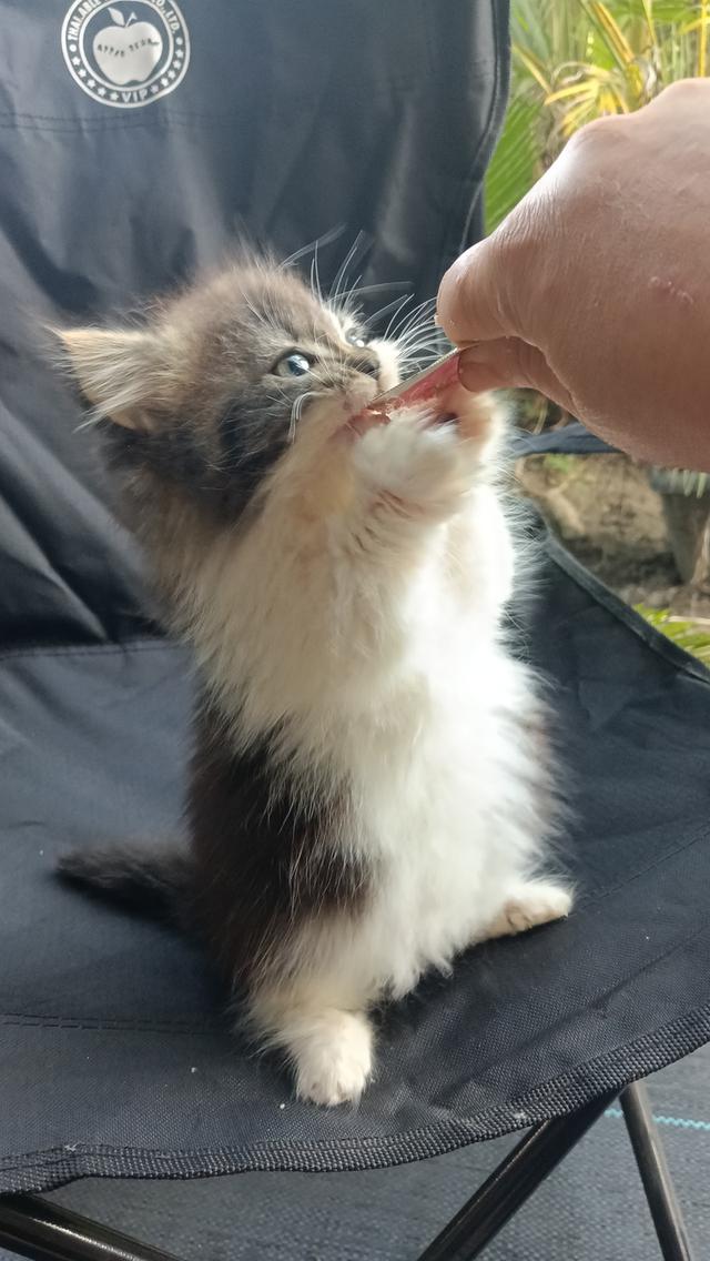 มัชกิ้นขาสั้นหญิงน้องอายุสองเดือนกว่าพร้อมส่งค่ะ