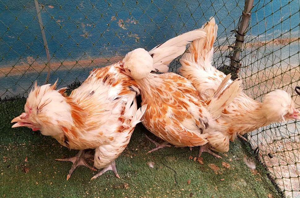 ไก่โปแลนด์ขนเรียบสีชามอยชุด3ตัวผู้1เมีย2"ส่งฟรีทั่วไทย" รูปที่ 6